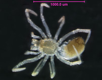 Photo of 2C (ventral)