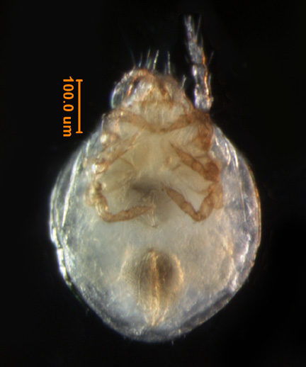 Photo of 2F (ventral)
