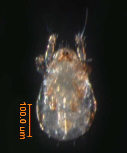 Photo of 2H (ventral)