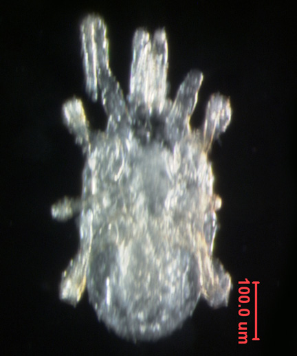 Photo of 2M (ventral)