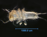 Photo of 2P (ventral)
