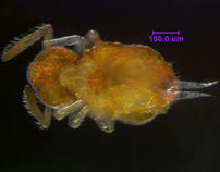 Photo of 2T (ventral)