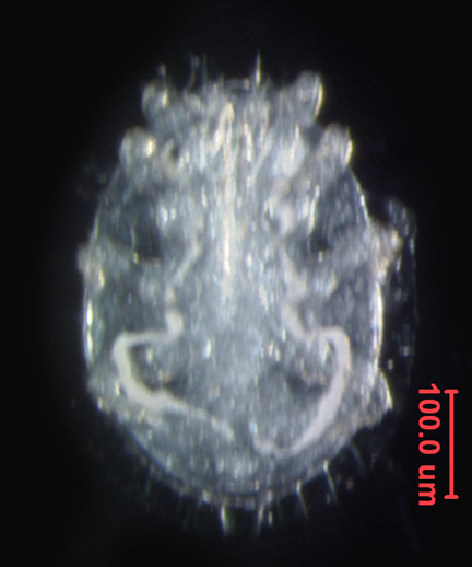Photo of 3B (ventral)
