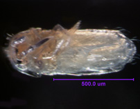 Photo of 3D (ventral)