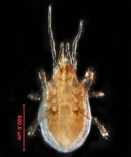 Photo of 3F (ventral)