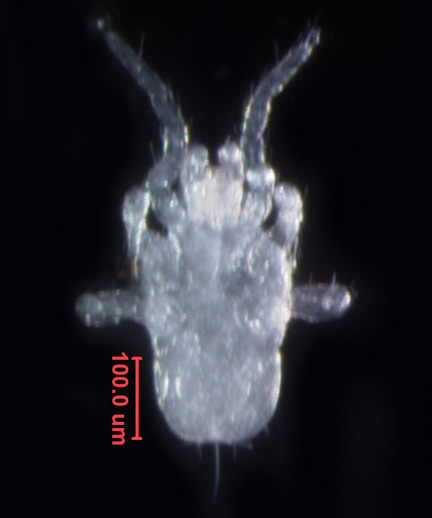Photo of 3G (ventral)