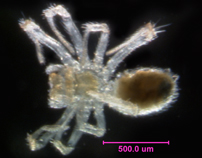 Photo of 3M (ventral)