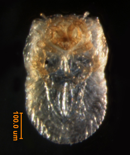Photo of 3N (ventral)