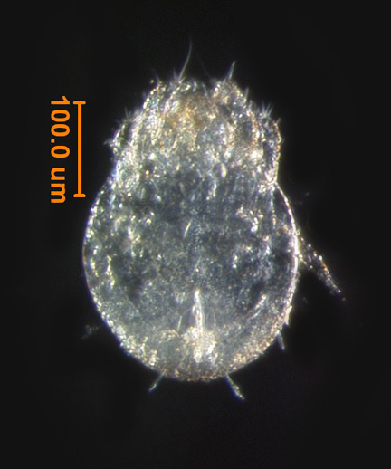Photo of 3P (ventral)