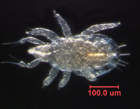 Photo of 3Q (ventral)