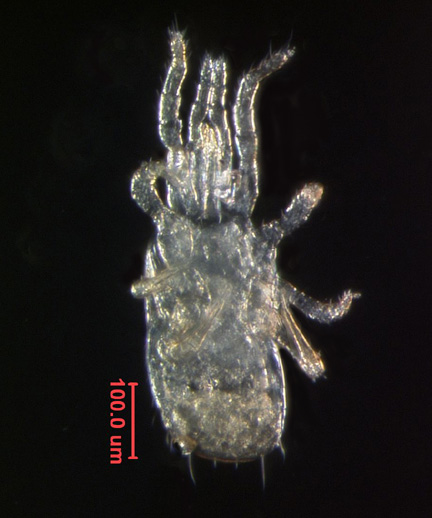 Photo of 3S (ventral)