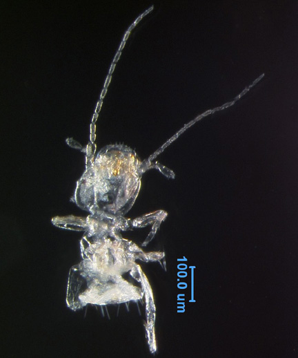 Photo of 3T (ventral)