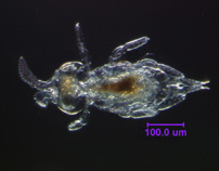 Photo of 3W (ventral)
