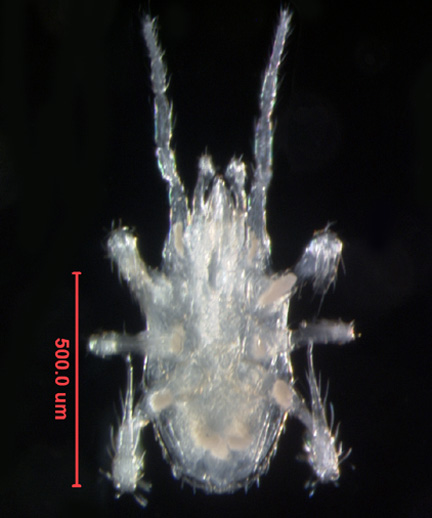 Photo of 4B (ventral)