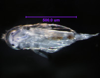 Photo of 4C (ventral)
