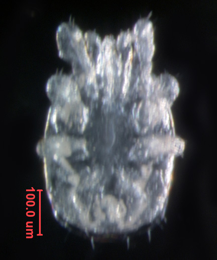Photo of 4F (ventral)