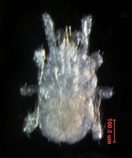Photo of 4G (ventral)