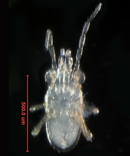 Photo of 4H (ventral)