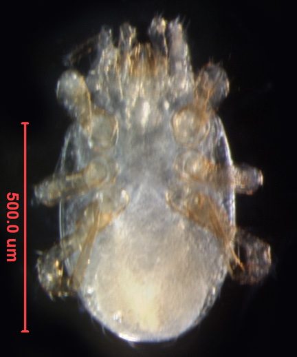 Photo of 4I (ventral)