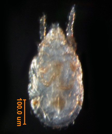 Photo of 4M (ventral)