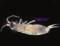Photo of 4R (ventral)