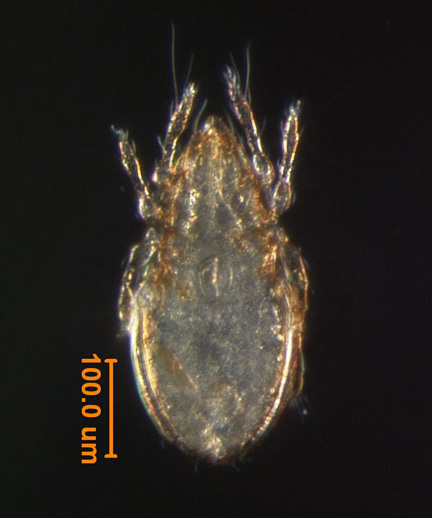 Photo of 4W (ventral)