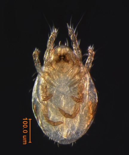 Photo of 4X (ventral)