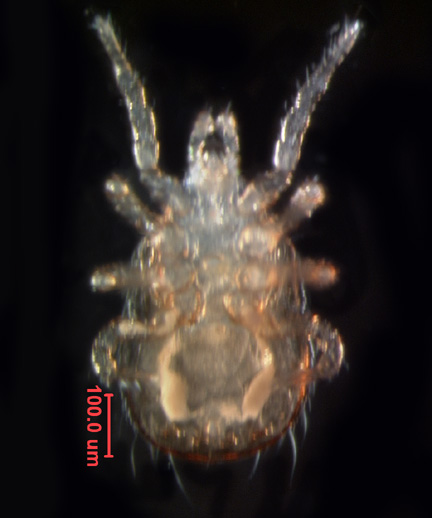 Photo of 5A (ventral)