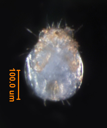 Photo of 5B (ventral)
