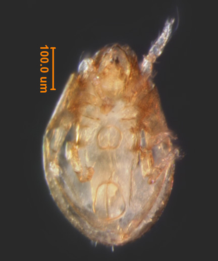 Photo of 5C (ventral)