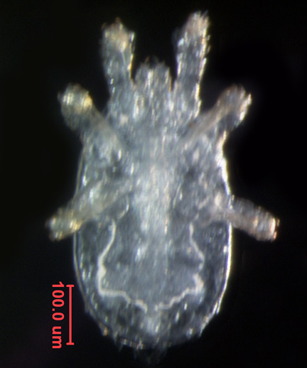 Photo of 5H (ventral)