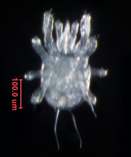 Photo of 5I (ventral)