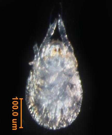 Photo of 5M (ventral)
