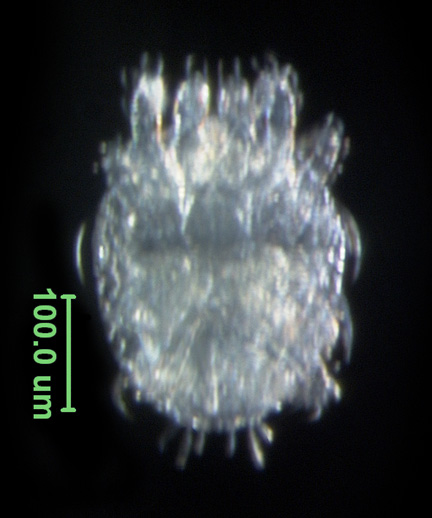 Photo of 6C (ventral)