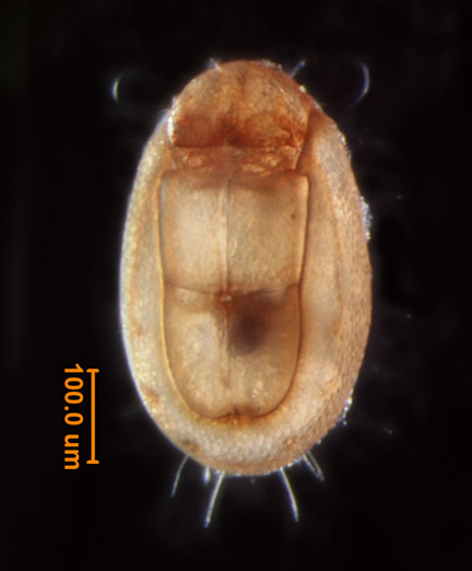 Photo of 6G (ventral)