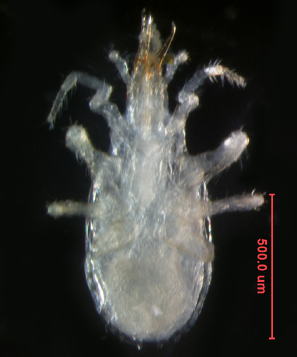 Photo of 6H (ventral)