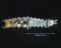 Photo of 6M (ventral)