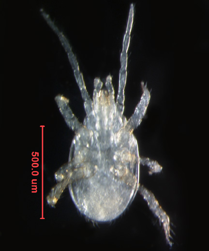 Photo of 6N (ventral)