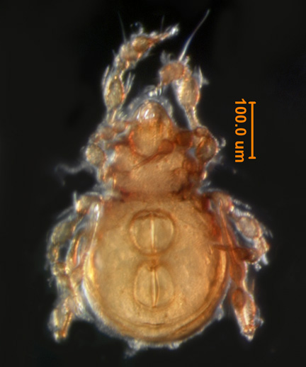 Photo of 7A (ventral)