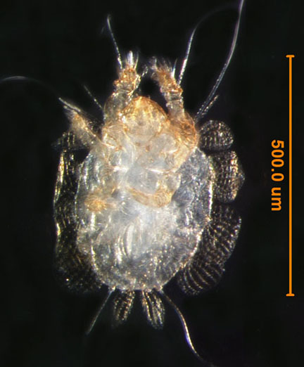 Photo of 7D (ventral)