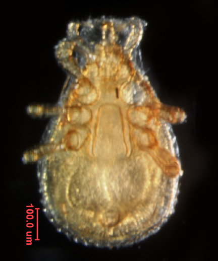 Photo of 8C (ventral)