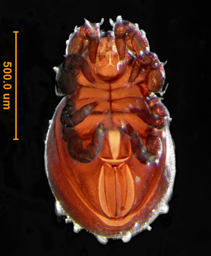 Photo of A1 (ventral)