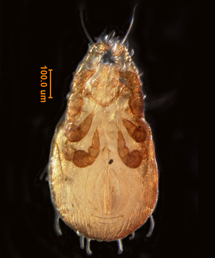 Photo of A5 (ventral)