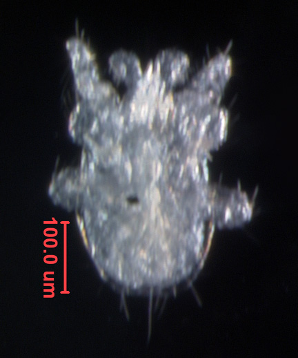 Photo of AA1 (ventral)