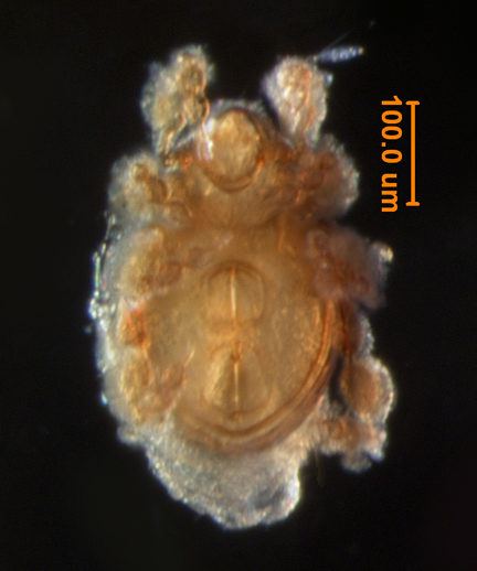 Photo of AA3 (ventral)