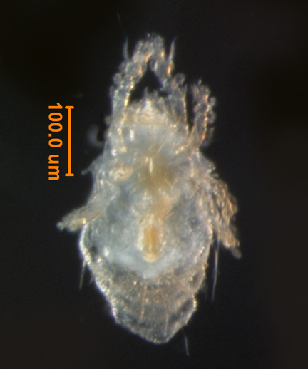 Photo of AA4 (ventral)