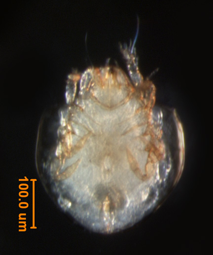 Photo of AA6 (ventral)