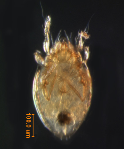 Photo of AA (ventral)