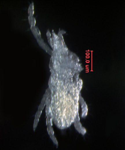 Photo of AB1 (dorsal)