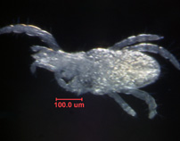 Photo of AB1 (ventral)